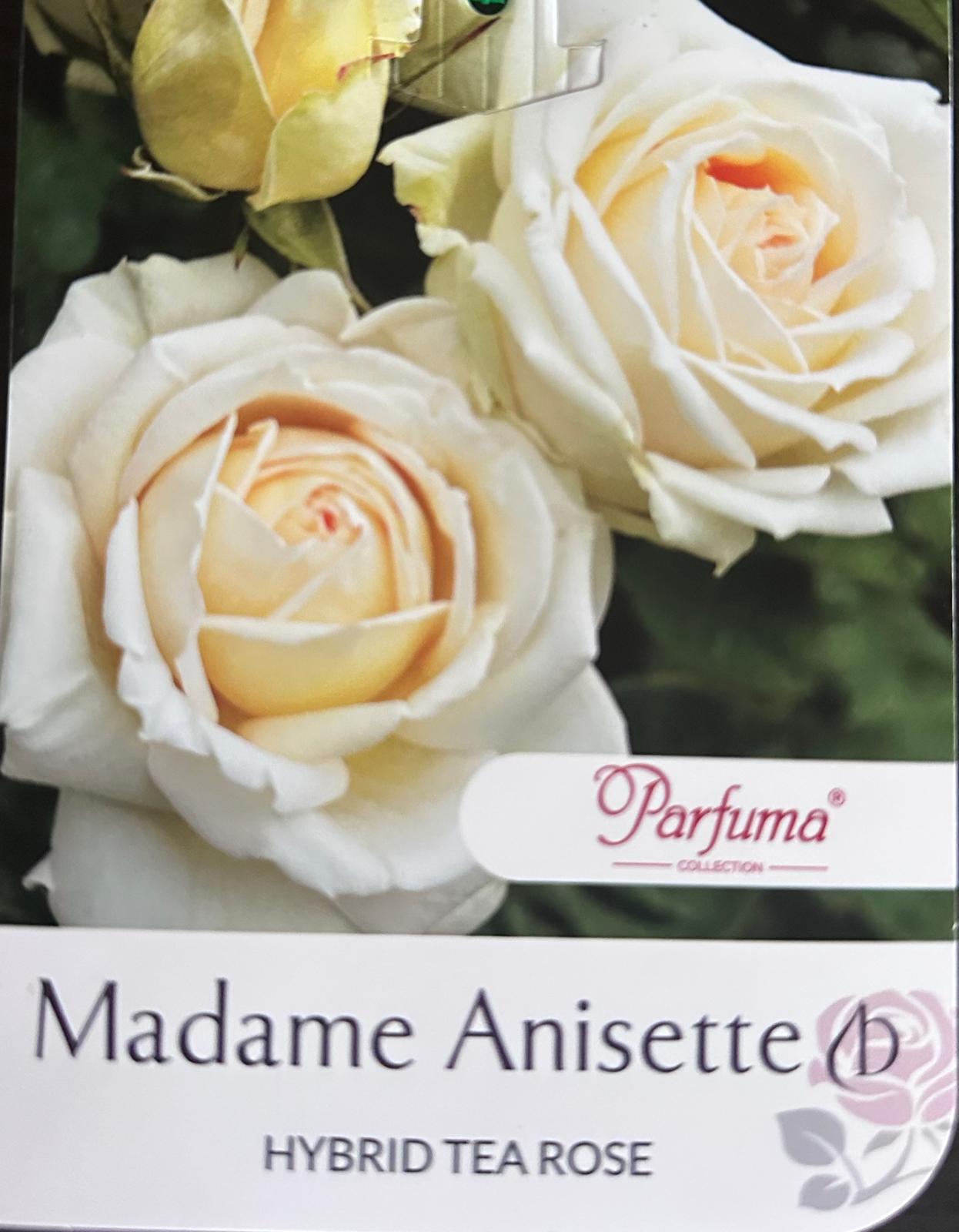 Rose Madame Anisette Bush - Roses - Garden View Nursery