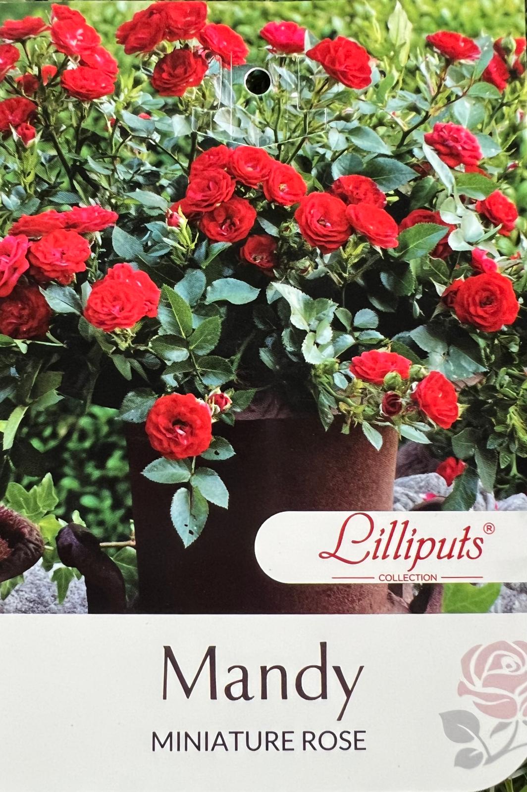Rose Mandy Bush - Roses - Garden View Nursery