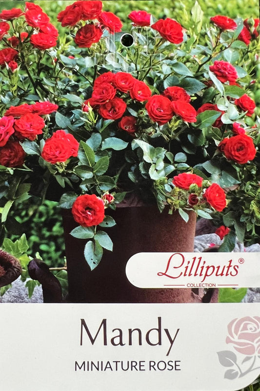 Rose Mandy Bush - Roses - Garden View Nursery