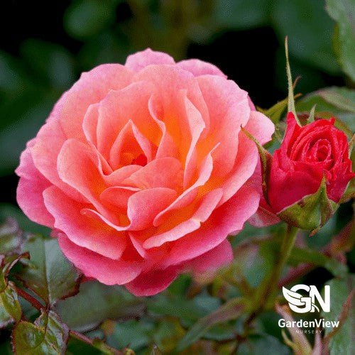 Rose Mango Tango Bush - Roses - Garden View Nursery