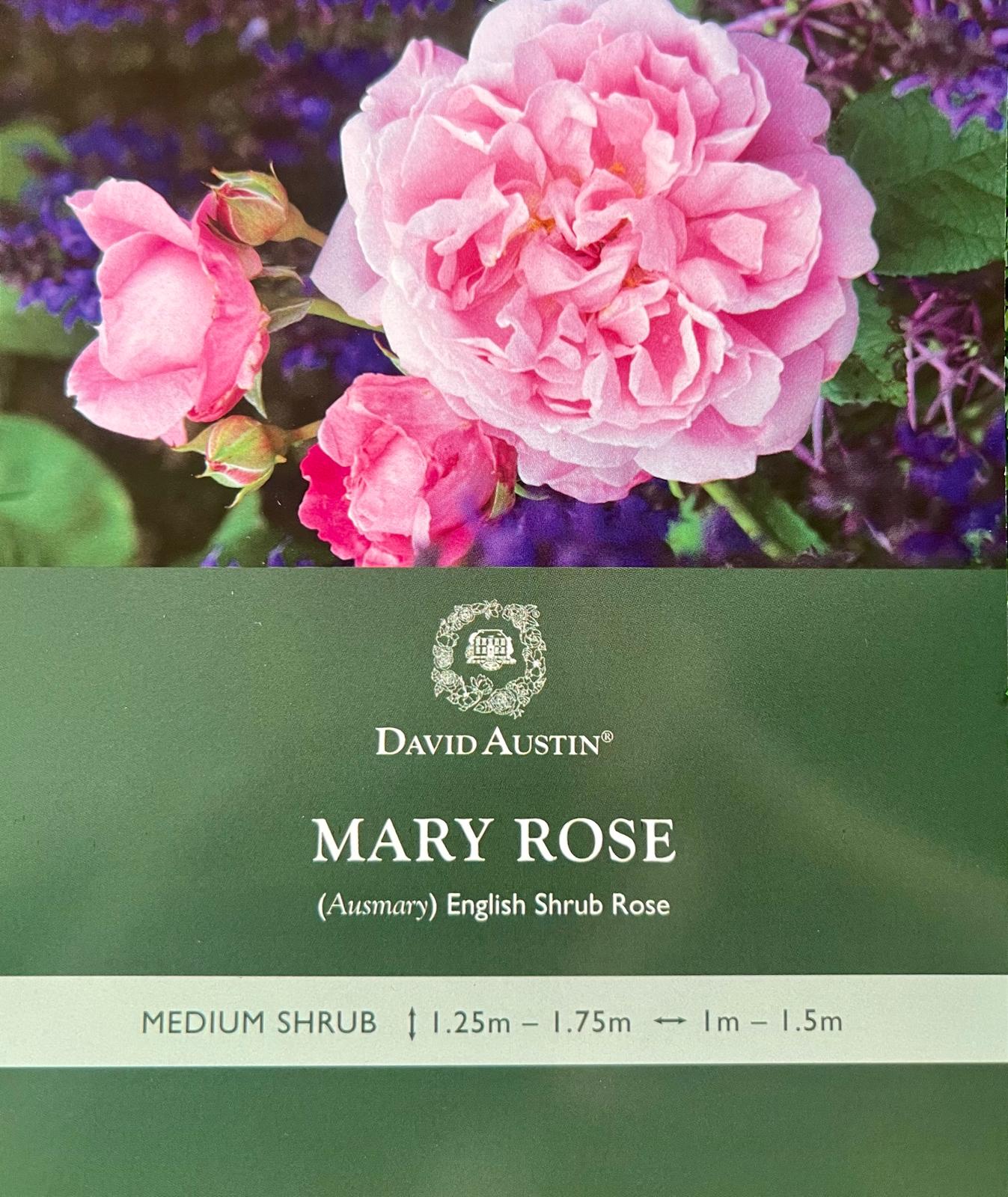 Rose Mary Standard - Roses - Garden View Nursery