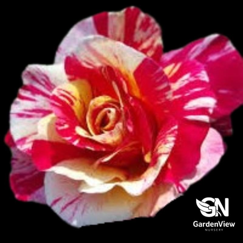 Rose Maurice Utrillo Standard - Roses - Garden View Nursery