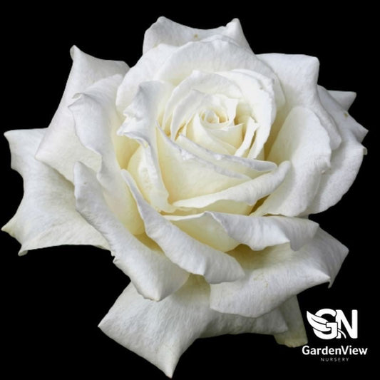 Rose Memoire Bush - Roses - Garden View Nursery