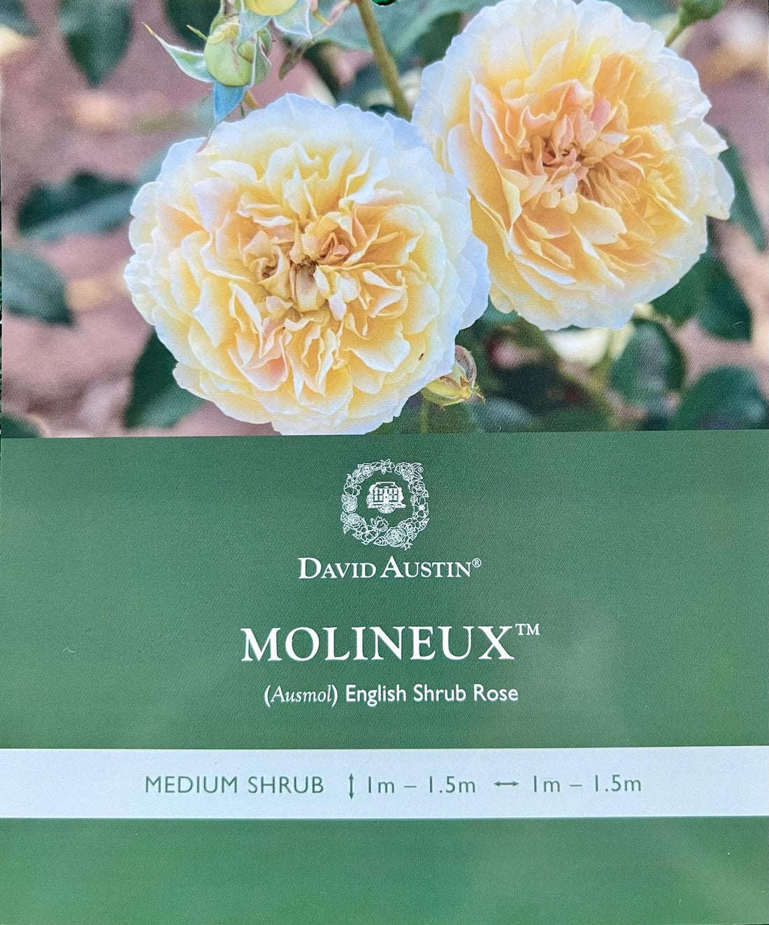 Rose Molineux Bush - Roses - Garden View Nursery