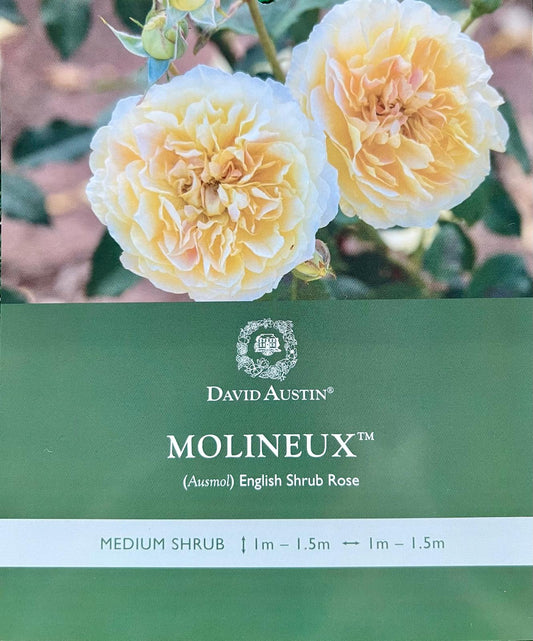 Rose Molineux Bush - Roses - Garden View Nursery