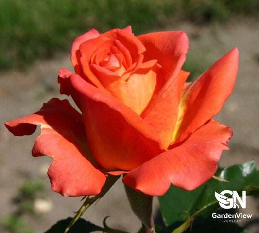 Rose Monica Standard - Roses - Garden View Nursery