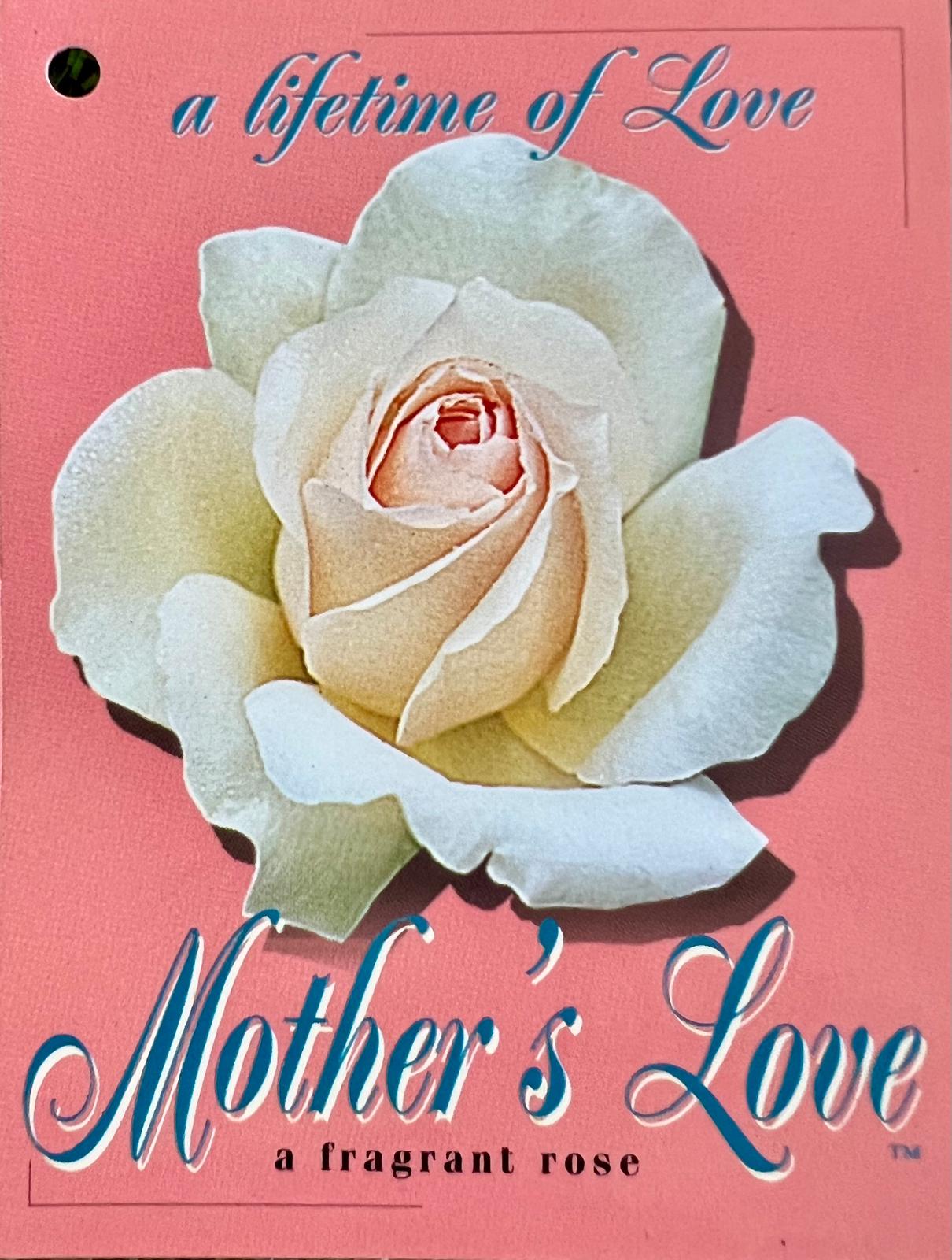 Rose Mother'S Love - Roses - Garden View Nursery