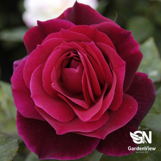 Rose Mr Lincoln Climber - Roses - Garden View Nursery