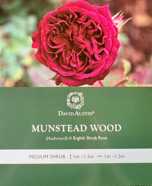 Rose Munstead Wood Bush - Roses - Garden View Nursery