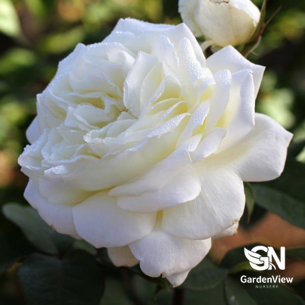 Rose National Pride Standard - Roses - Garden View Nursery