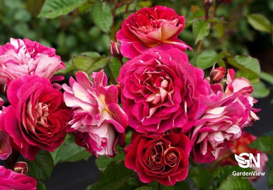 Rose No Surrender Bush - Roses - Garden View Nursery