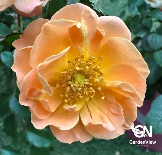 Rose Noaschnee Amber Carpet - Roses - Garden View Nursery