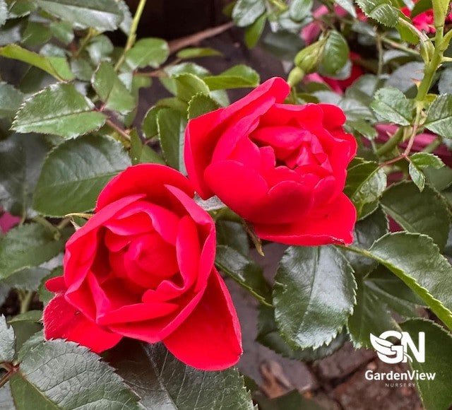 Rose Noaschnee Scarlet Carpet - Roses - Garden View Nursery