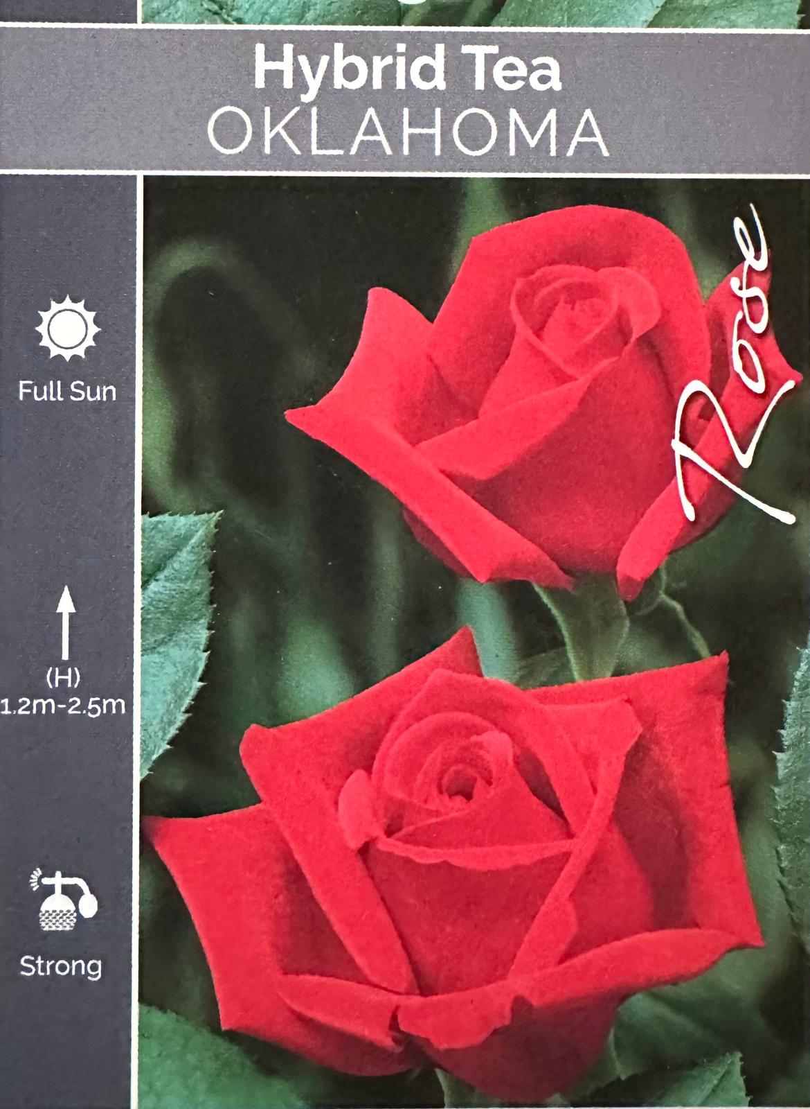 Rose Oklahoma Bush - Roses - Garden View Nursery