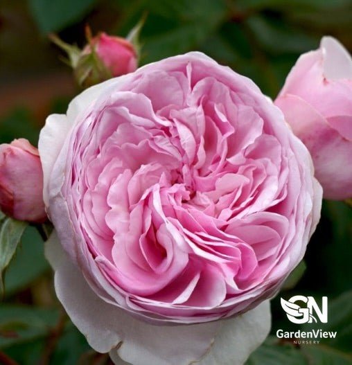 Rose Olivia Standard - Roses - Garden View Nursery