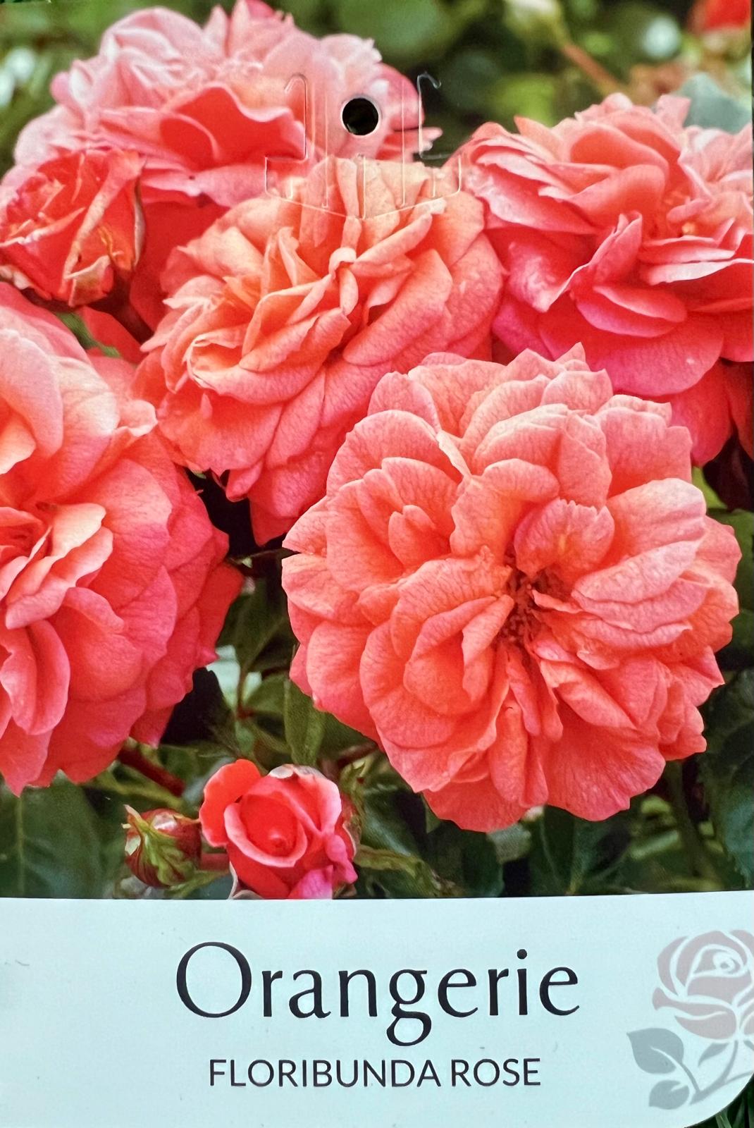 Rose Orangerie Bush - Roses - Garden View Nursery