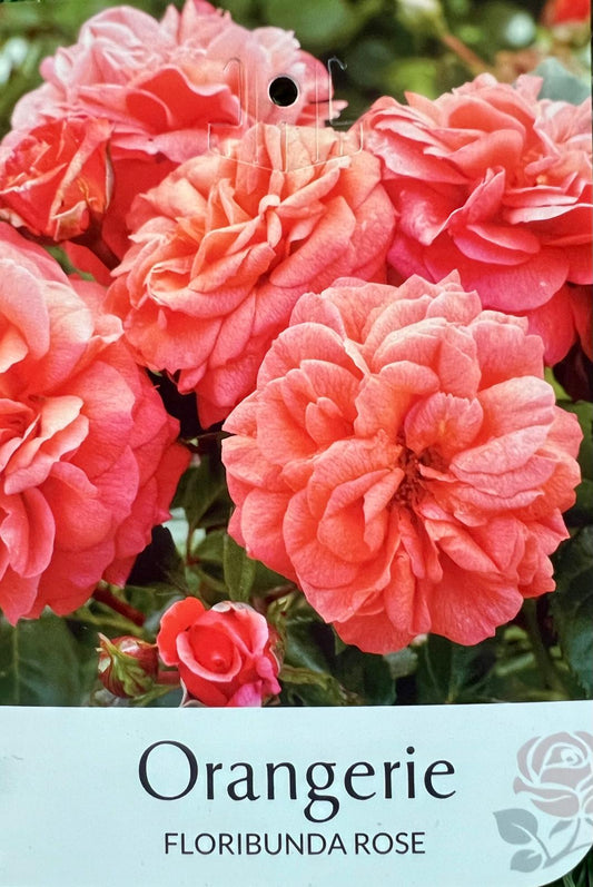 Rose Orangerie Bush - Roses - Garden View Nursery