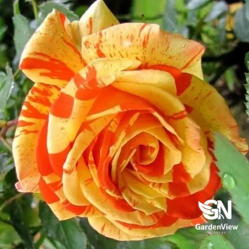Rose Oranges & Lemons Bush - Roses - Garden View Nursery