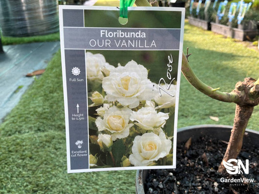 Rose Our Vanilla - Roses - Garden View Nursery