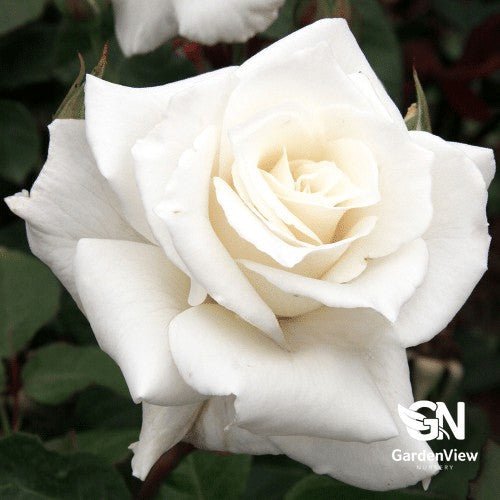 Rose Pascali Standard - Roses - Garden View Nursery