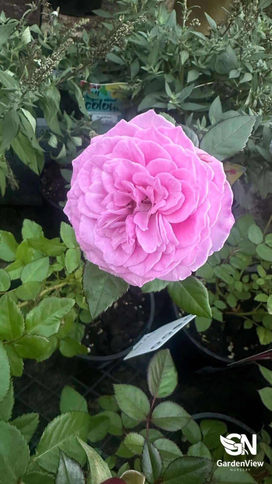 Rose Patio Assorted Patio/Carpet - Roses - Garden View Nursery