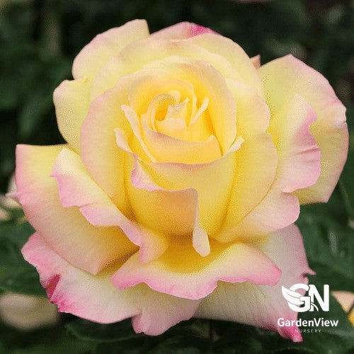Rose Peace Bush - Roses - Garden View Nursery