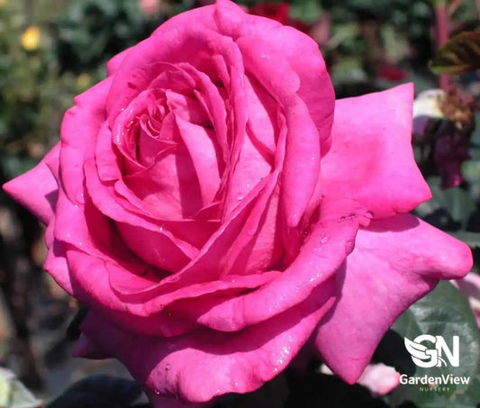 Rose Perfume De Paris Bush - Roses - Garden View Nursery