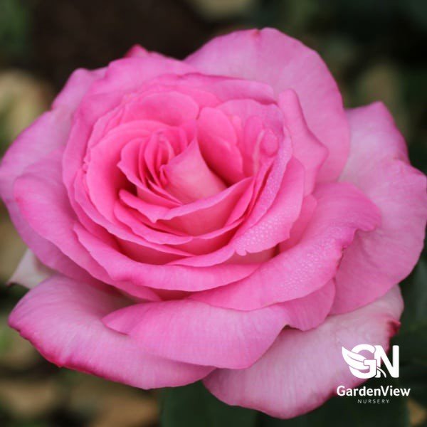 Rose Perfume Passion Standard - Roses - Garden View Nursery