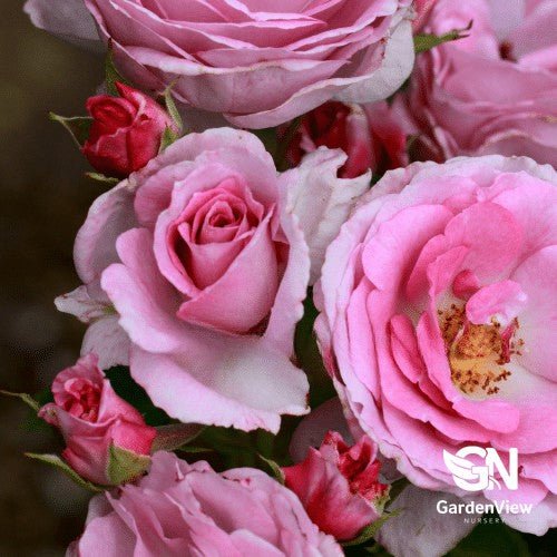 Rose Perfume Perfection Bush - Roses - Garden View Nursery
