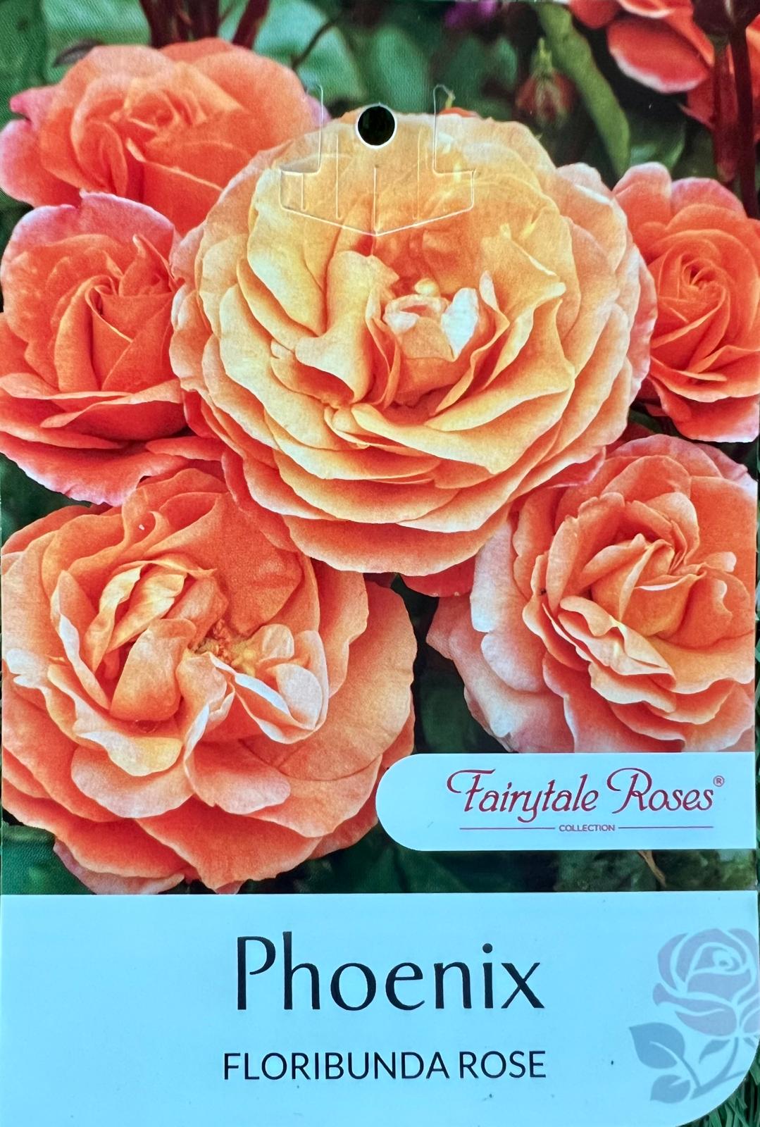Rose Phoenix Bush - Roses - Garden View Nursery