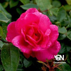 Rose Pink Ayoba Bush - Roses - Garden View Nursery