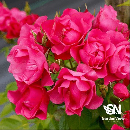 Rose Pink Forest Bush - Roses - Garden View Nursery