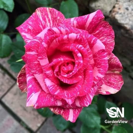 Rose Pink Illusion Bush - Roses - Garden View Nursery