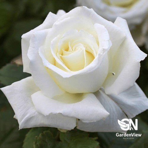 Rose Pope John Bush - Roses - Garden View Nursery
