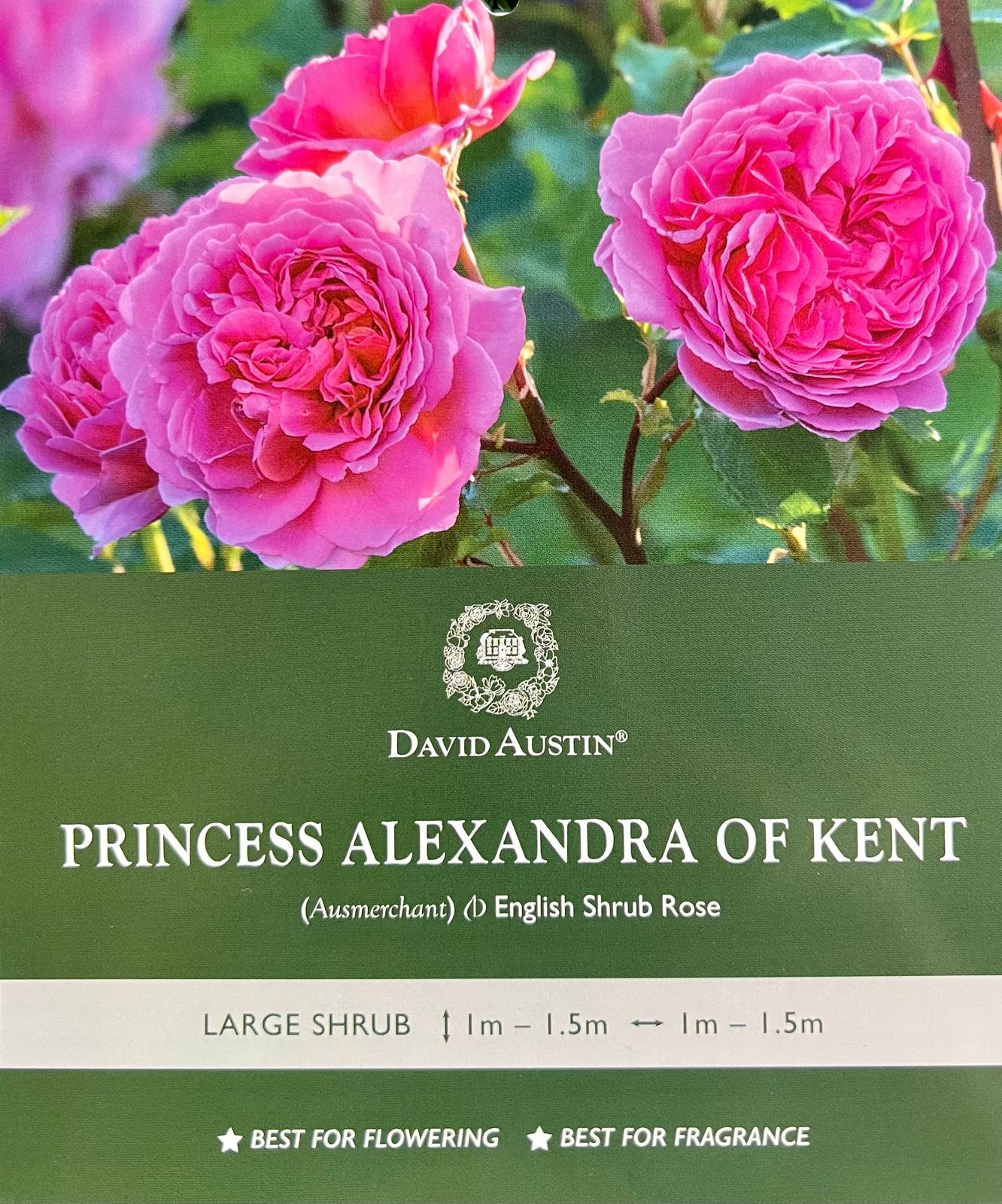 Rose Princess Alexandra Of Kent Bush - Roses - Garden View Nursery