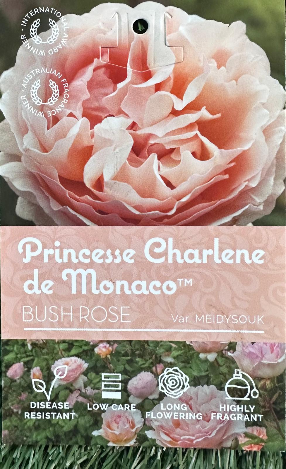 Rose Princess Charlene De Monaco Bush - Roses - Garden View Nursery