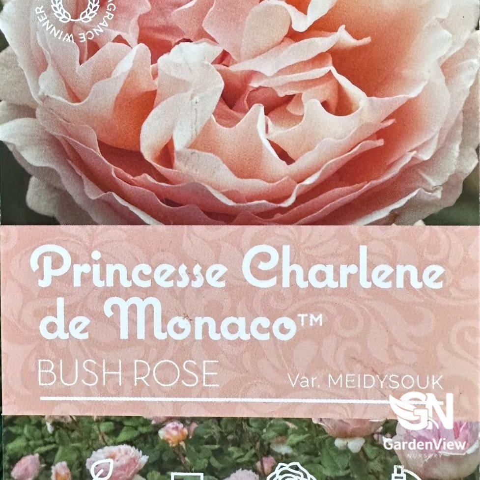 Rose Princess Charlene De Monaco Standard - Roses - Garden View Nursery