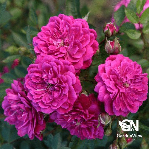 Rose Purple Rain Standard - Roses - Garden View Nursery