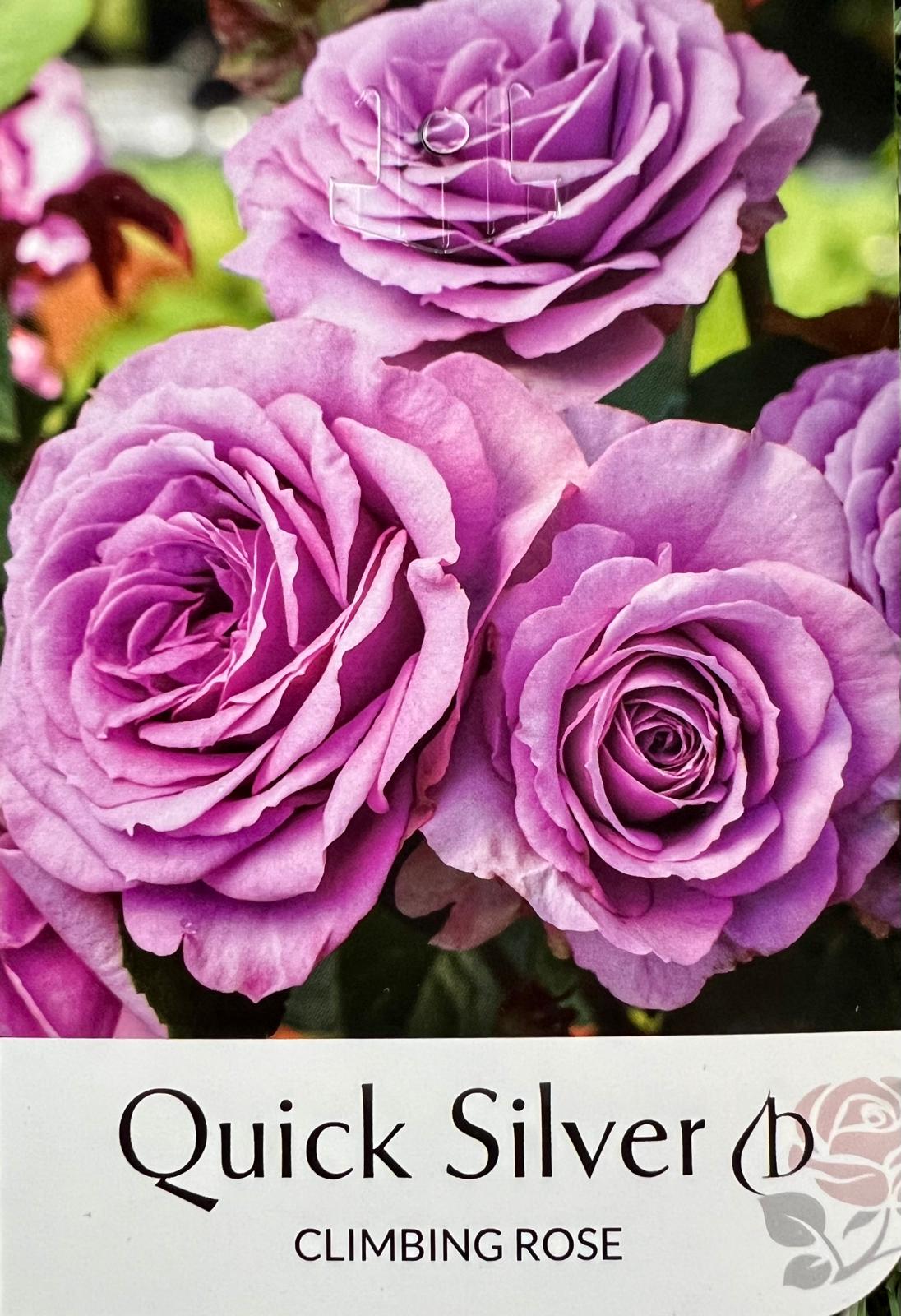 Rose Quick Silver Climbing - Roses - Garden View Nursery