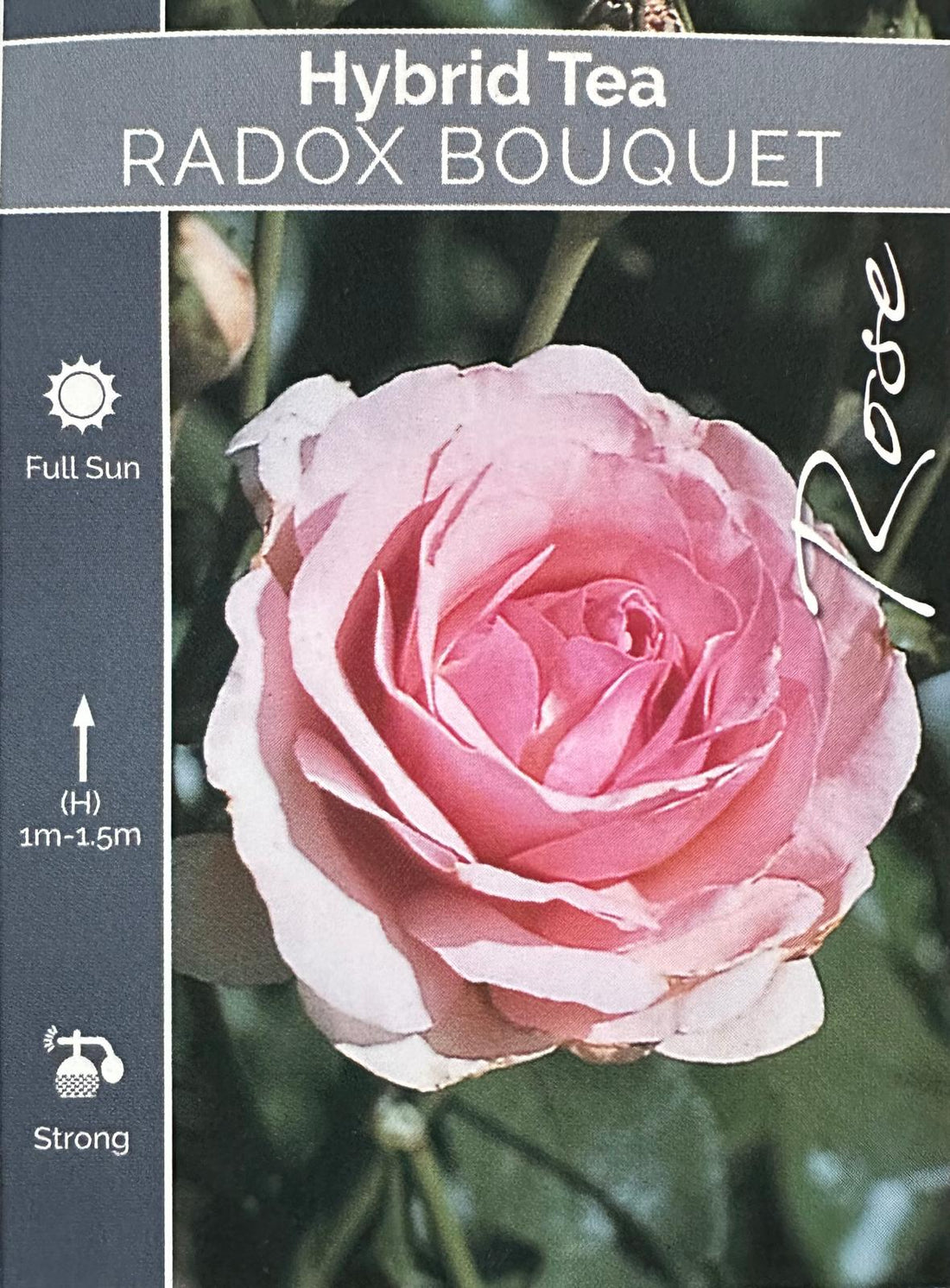 Rose Radox Bouquet Bush - Roses - Garden View Nursery