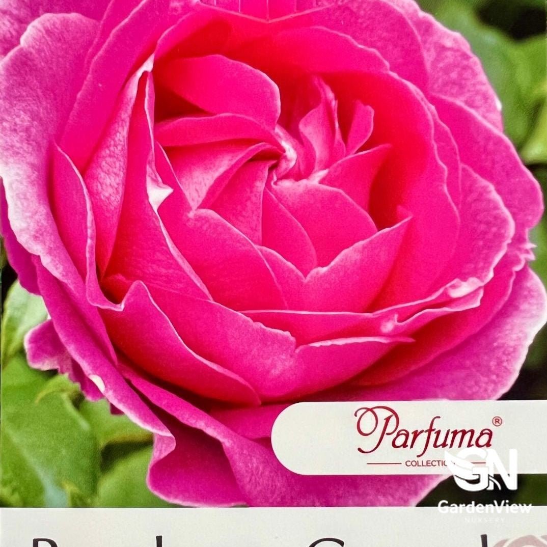Rose Raspberry Cupcake Standard - Roses - Garden View Nursery