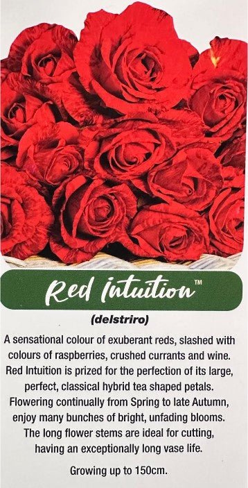 Rose Red Intuition Bush - Roses - Garden View Nursery