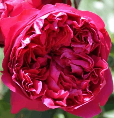 Rose Red Pierre Climbing - Roses - Garden View Nursery