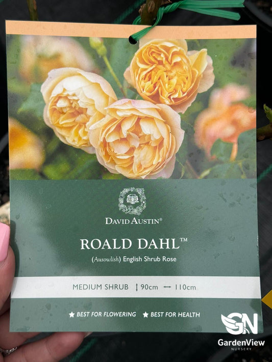 Rose Roald Dahl Bush - Roses - Garden View Nursery