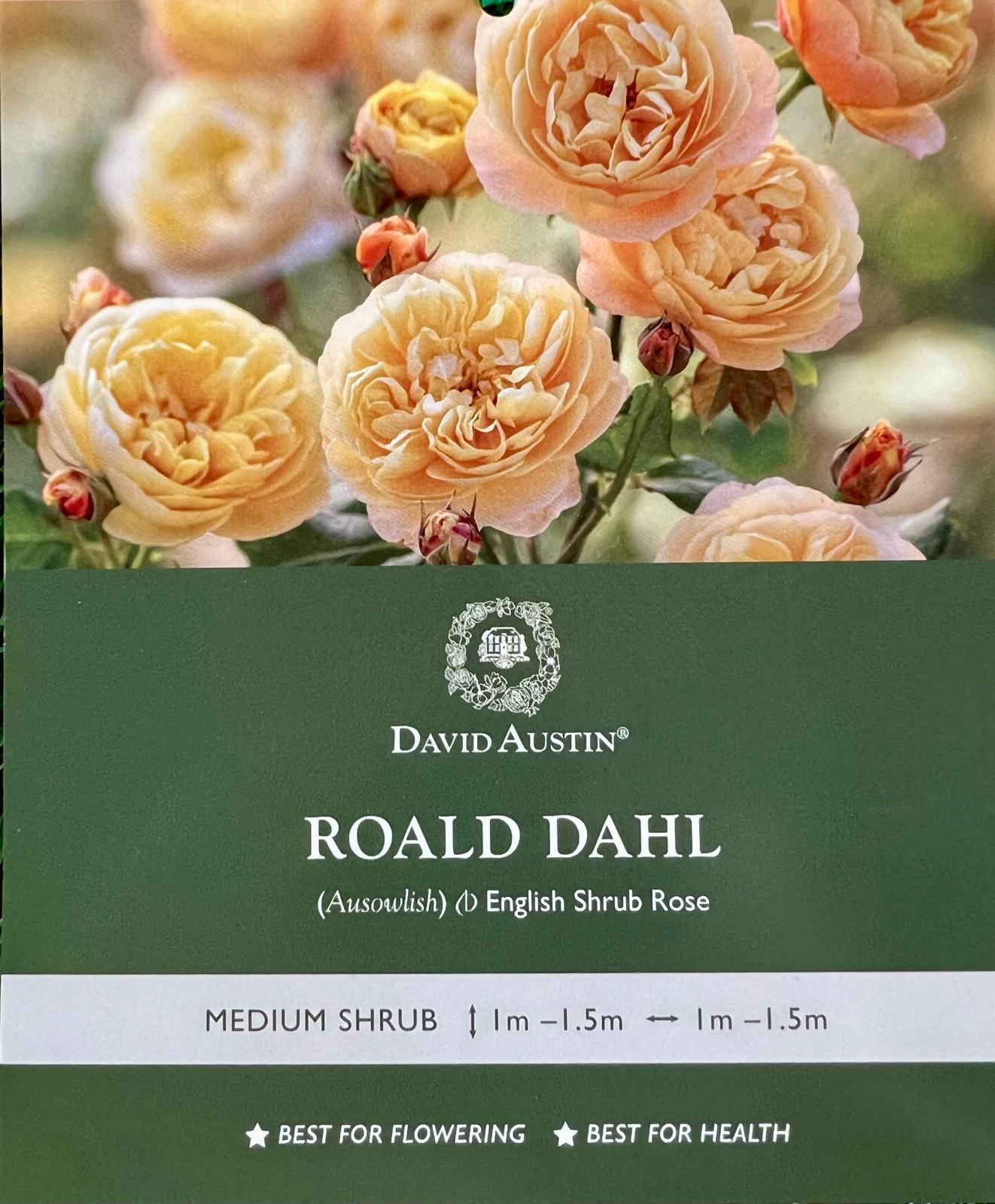 Rose Roald Dahl Bush - Roses - Garden View Nursery