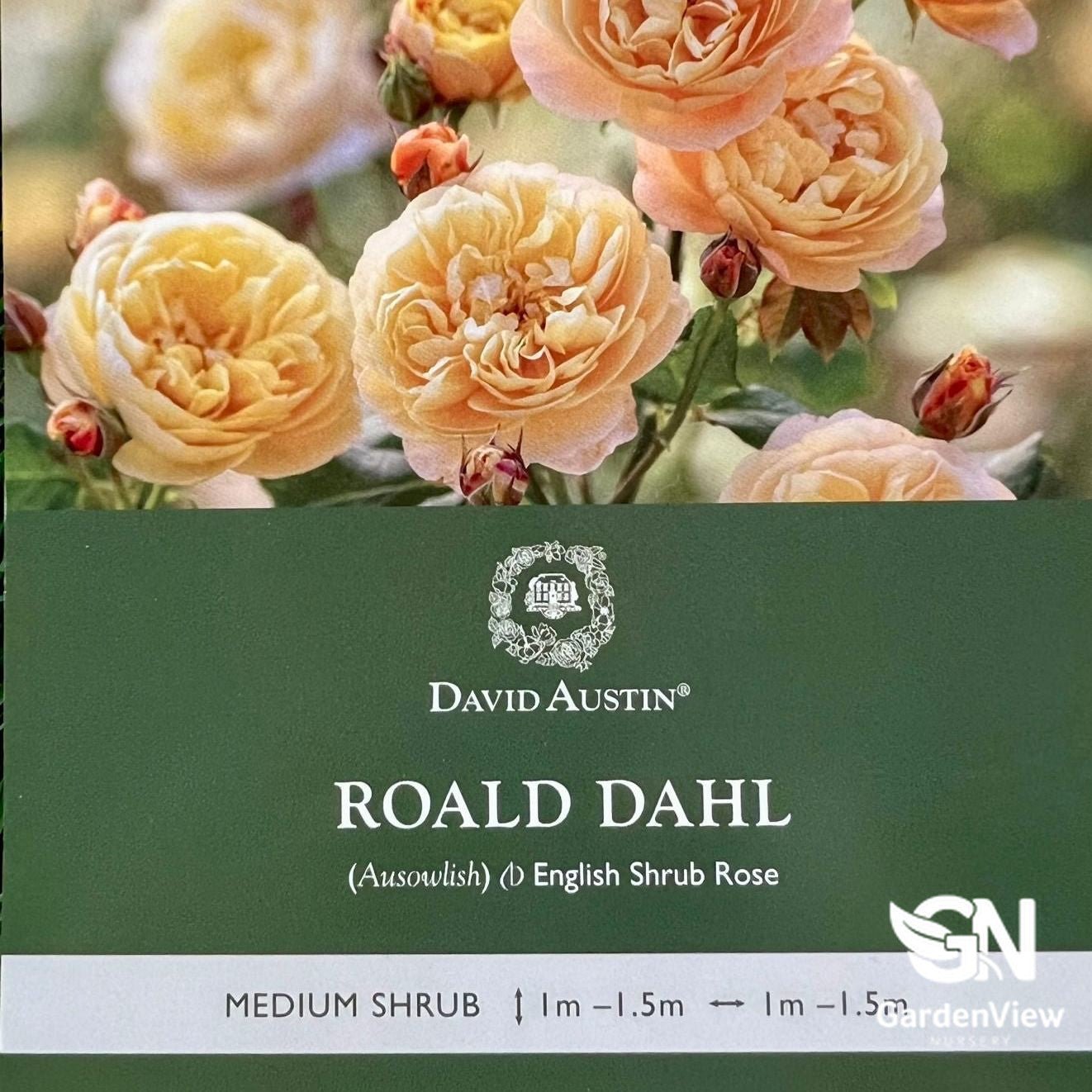 Rose Roald Dahl Standard - Roses - Garden View Nursery