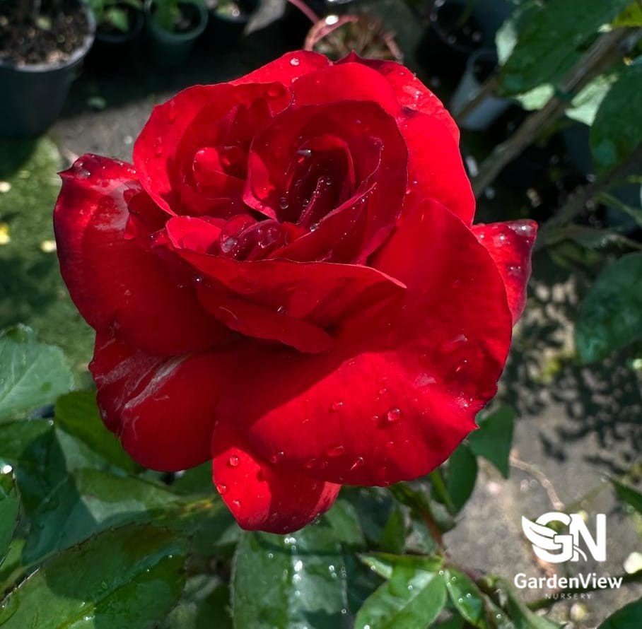 Rose Satchmo Standard - Roses - Garden View Nursery