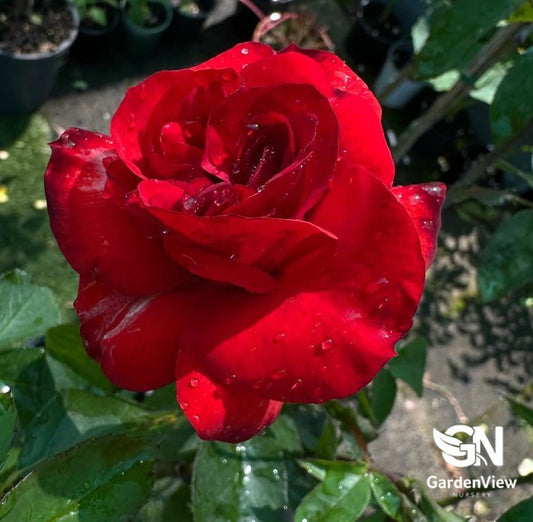 Rose Satchmo Standard - Roses - Garden View Nursery