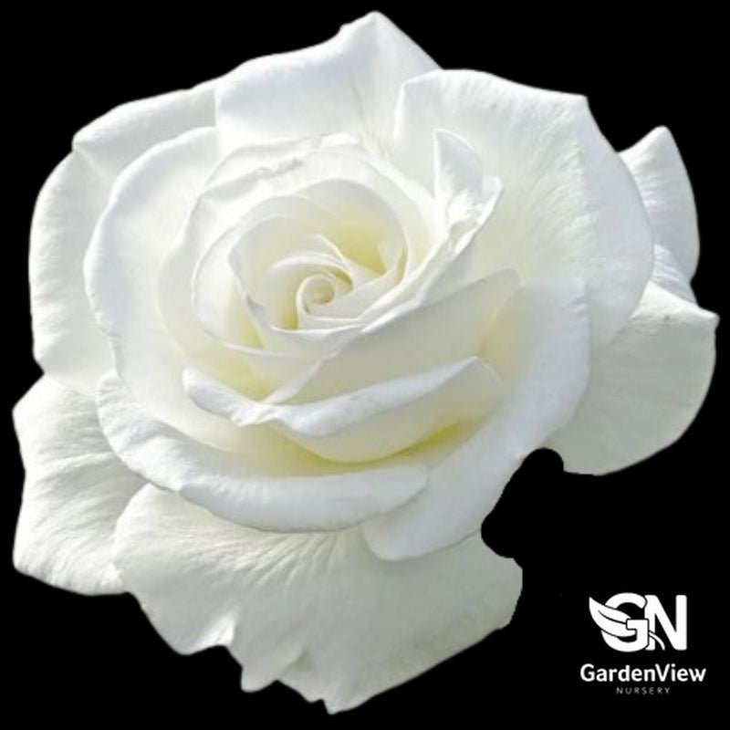 Rose Sugar Moon Bush - Roses - Garden View Nursery