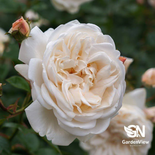 Rose Summer Memories Bush - Roses - Garden View Nursery